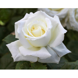 Pope John Paul II (Potted Rose)